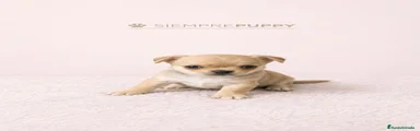 Chihuahua 1