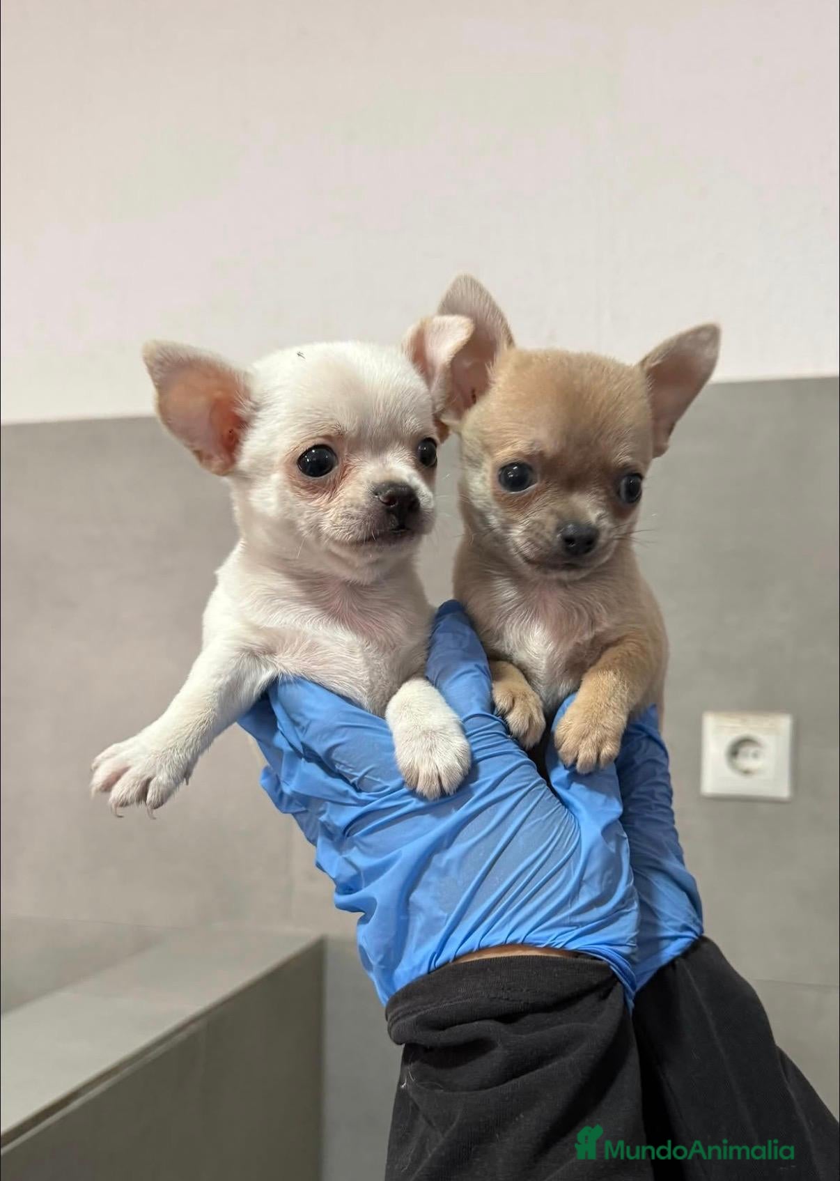 Chihuahua perros CAMADA DE CHIHUAHUA MINI - Anuncio 1
