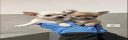 Chihuahua perros en venta: CAMADA DE CHIHUAHUA MINI - Anuncio 1
