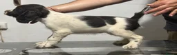English Springer Spaniel perros en venta: Cachorros SPRINGER SPANIEL INGLÉS LÍNEA BELLEZA  - Anuncio 7