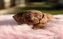 Teckel Miniatura perros en venta: Teckel arlequin chocolate hembra - Anuncio 2