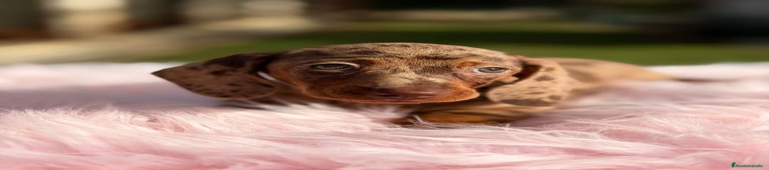 Teckel Miniatura Cachorro 1