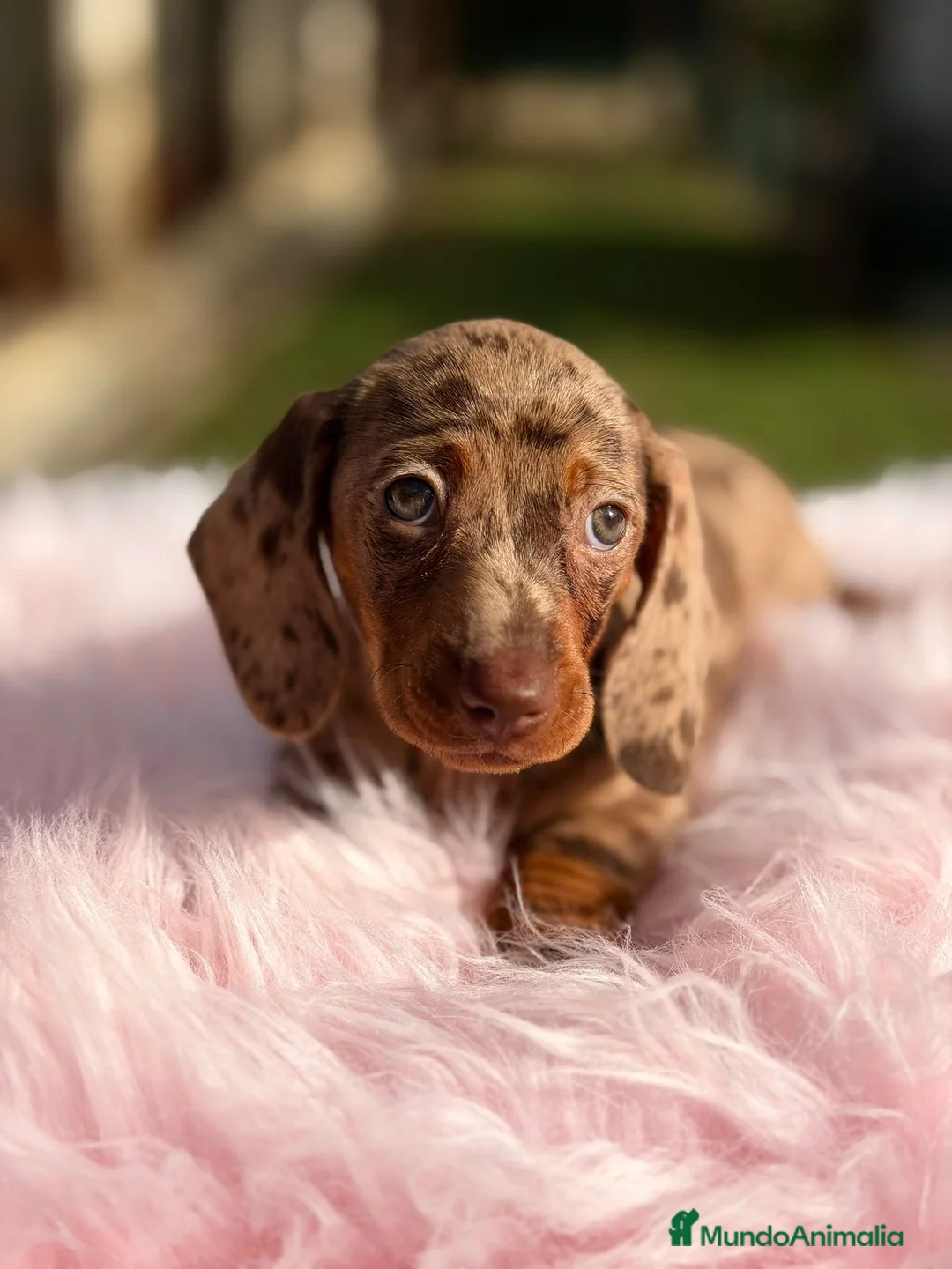 Teckel Miniatura perros en venta: Teckel arlequin chocolate hembra - Anuncio 2