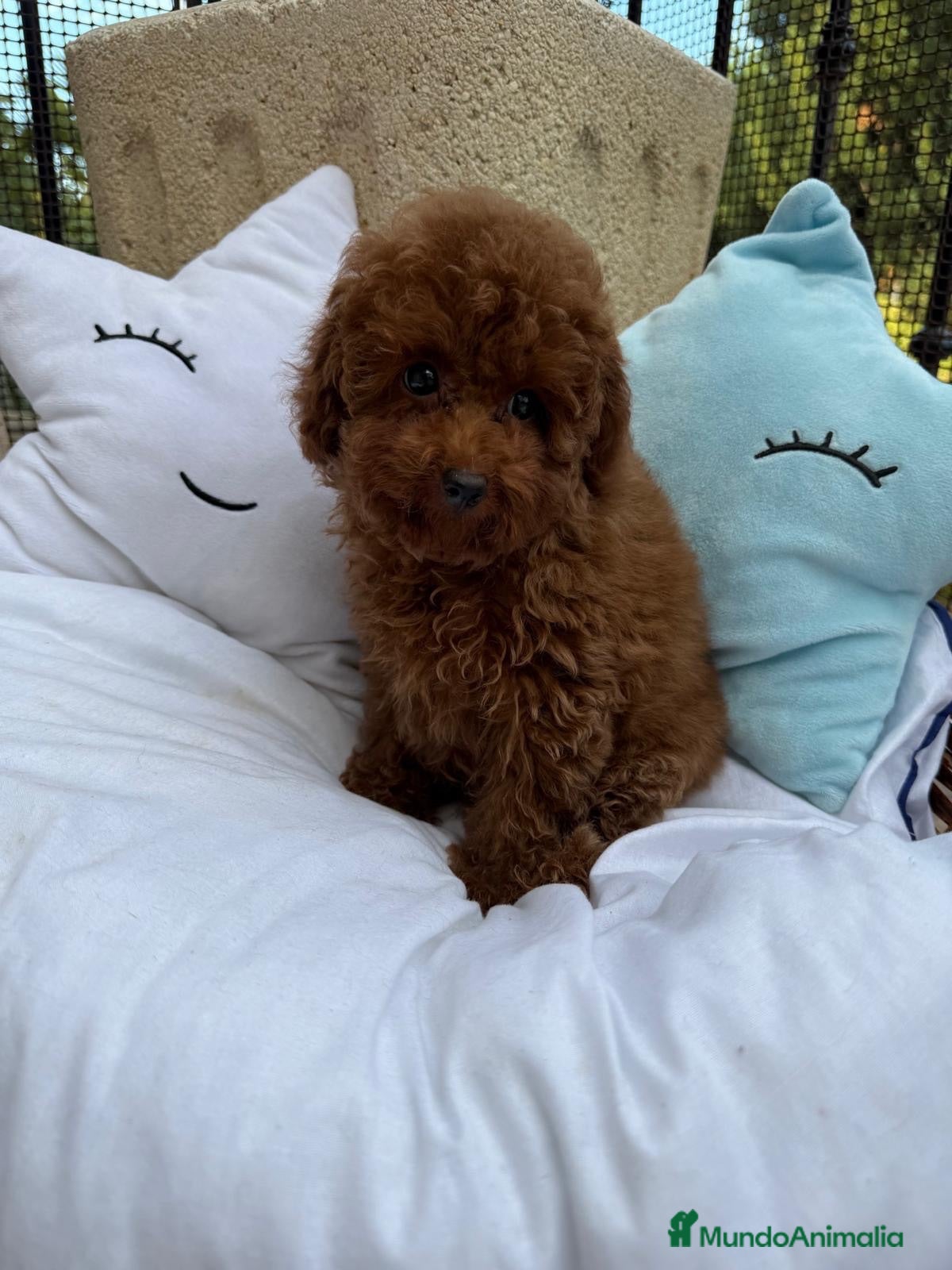 Caniche Toy perros Caniche toy disponible para entregar !! - Anuncio 1