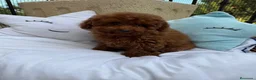 Caniche Toy perros en venta: Caniche toy disponible para entregar !! - Anuncio 1