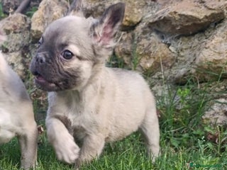 Bulldog Francés perros - Anuncio 23