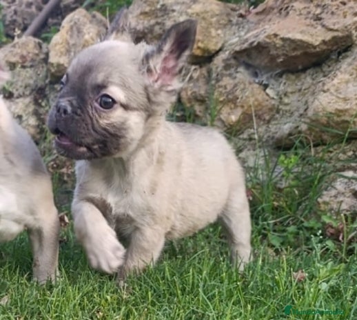 Bulldog Francés perros - Anuncio 18