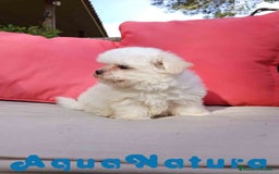 Bichón Maltés perros en venta: Bichon Maltes Macho de Malita AQUANATURA - Imagen 8