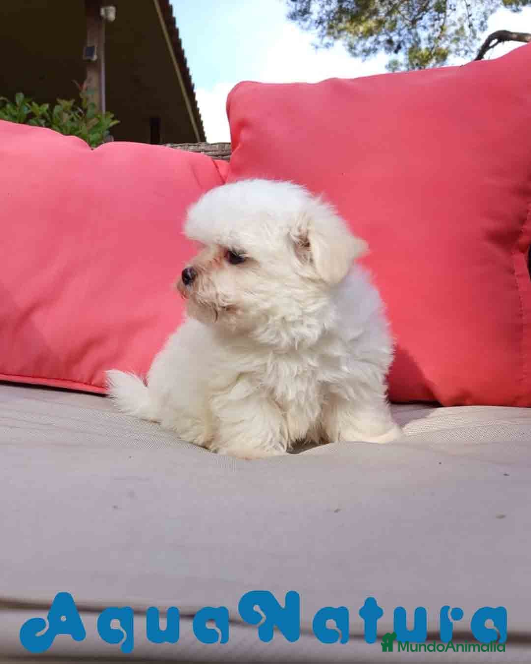 Bichón Maltés perros en venta: Bichon Maltes Macho de Malita AQUANATURA - Anuncio 8