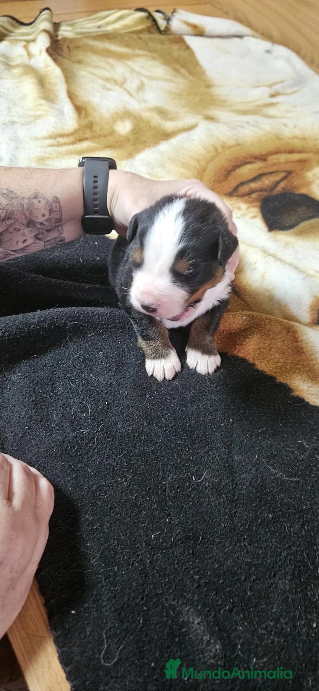 Boyero de Berna perros en venta: Boyeros de Berna bebes preciosos  - Anuncio 3