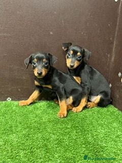 Pinscher Miniatura perros MINI PINSCHER - Anuncio 1