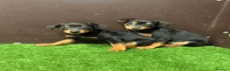 Pinscher Miniatura perros en venta: MINI PINSCHER - Anuncio 1