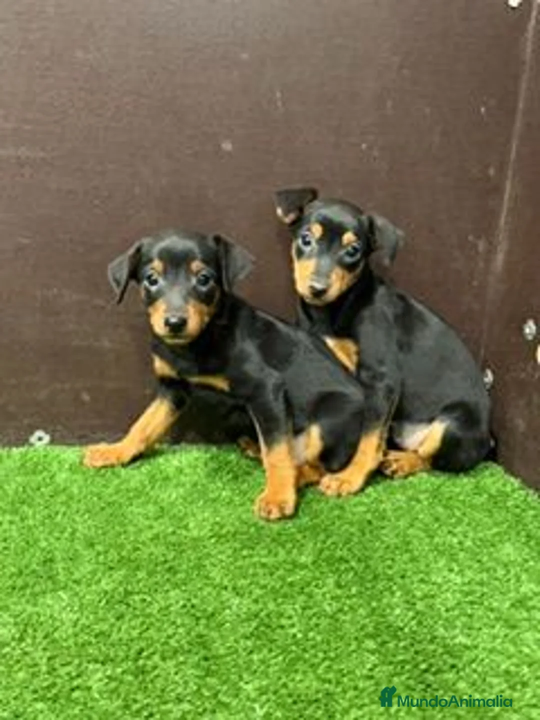 Pinscher Miniatura perros en venta: MINI PINSCHER - Anuncio 1