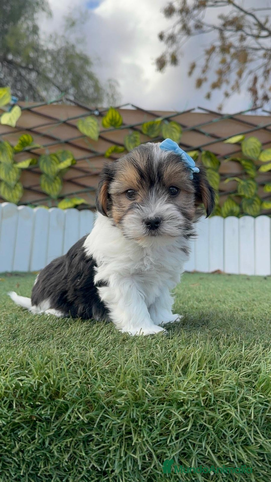 Yorkshire Terrier perros en venta: YORKSHIRE BIEWER - Anuncio 7