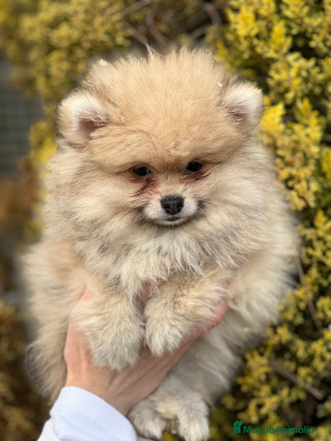 Pomerania perros en venta: Pomerania hembra toy  en Barcelona - Imagen 2