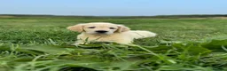 Golden Retriever perros en venta: Camada Golden Retriever.  - Anuncio 6
