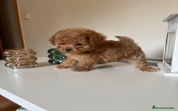 Maltipoo perros en venta: Maltipoo hembra (tacita de té) mini  - Imagen 3