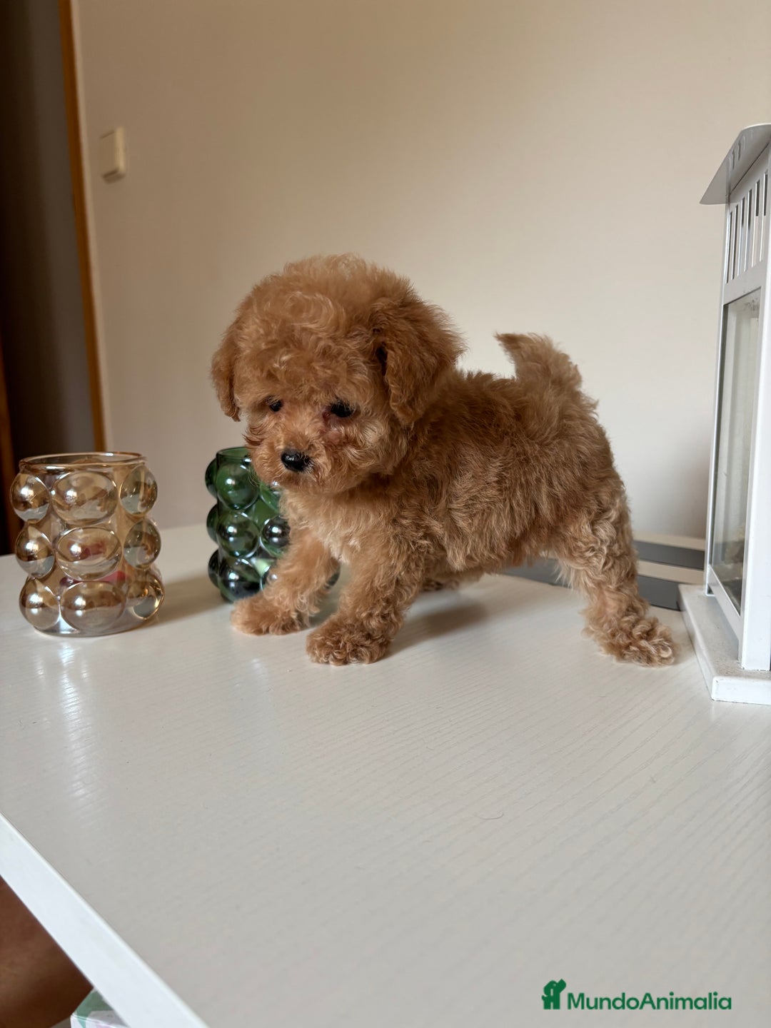 Maltipoo perros en venta: Maltipoo hembra (tacita de té) mini  - Imagen 3