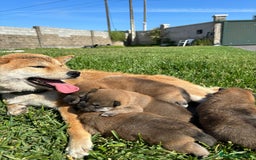Shiba Inu perros en venta: SHIBA INU EN PONTEVEDRA - Imagen 7