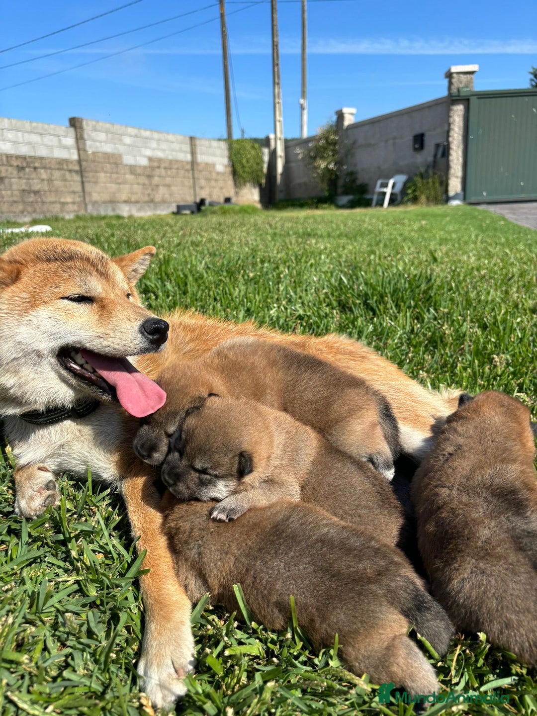 Shiba Inu perros en venta: SHIBA INU EN PONTEVEDRA - Imagen 7