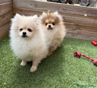 Pomerania perros POMERANIAS - Anuncio 19