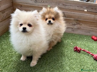 Pomerania perros - Anuncio 32