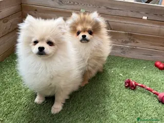 Pomerania perros POMERANIAS - Anuncio 37