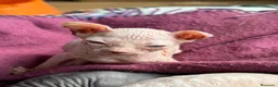 Sphynx gatos en venta: Sphynx blancos y bicolor - Anuncio 22