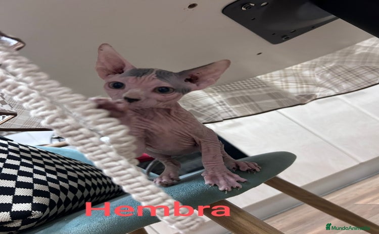Sphynx gatos - Anuncio 15