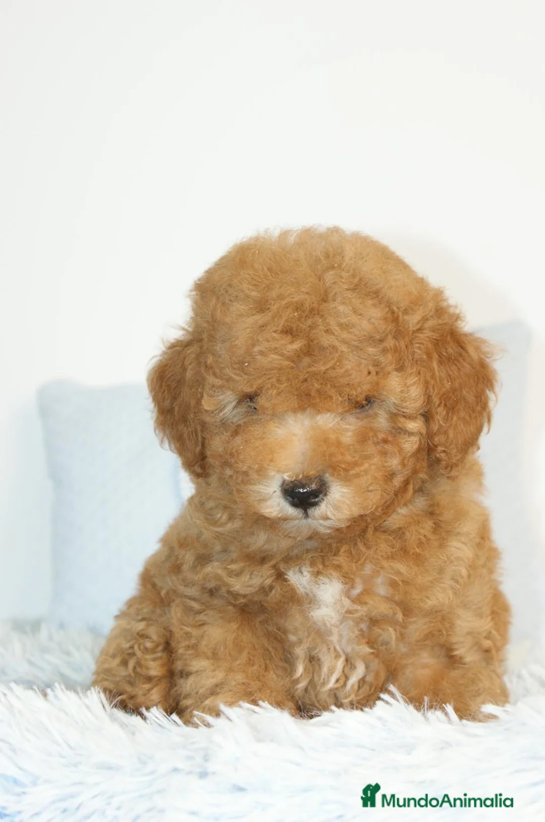 Caniche Toy perros en venta: CANICHE TOY APRICOT  - Anuncio 2