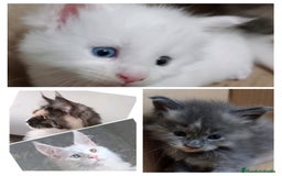 Maine Coon gatos en venta: CAMADA MAINE COON  - Imagen 1