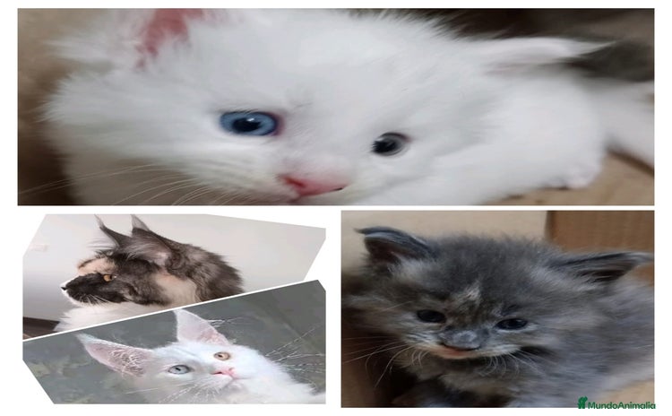 Maine Coon gatos - Anuncio 1