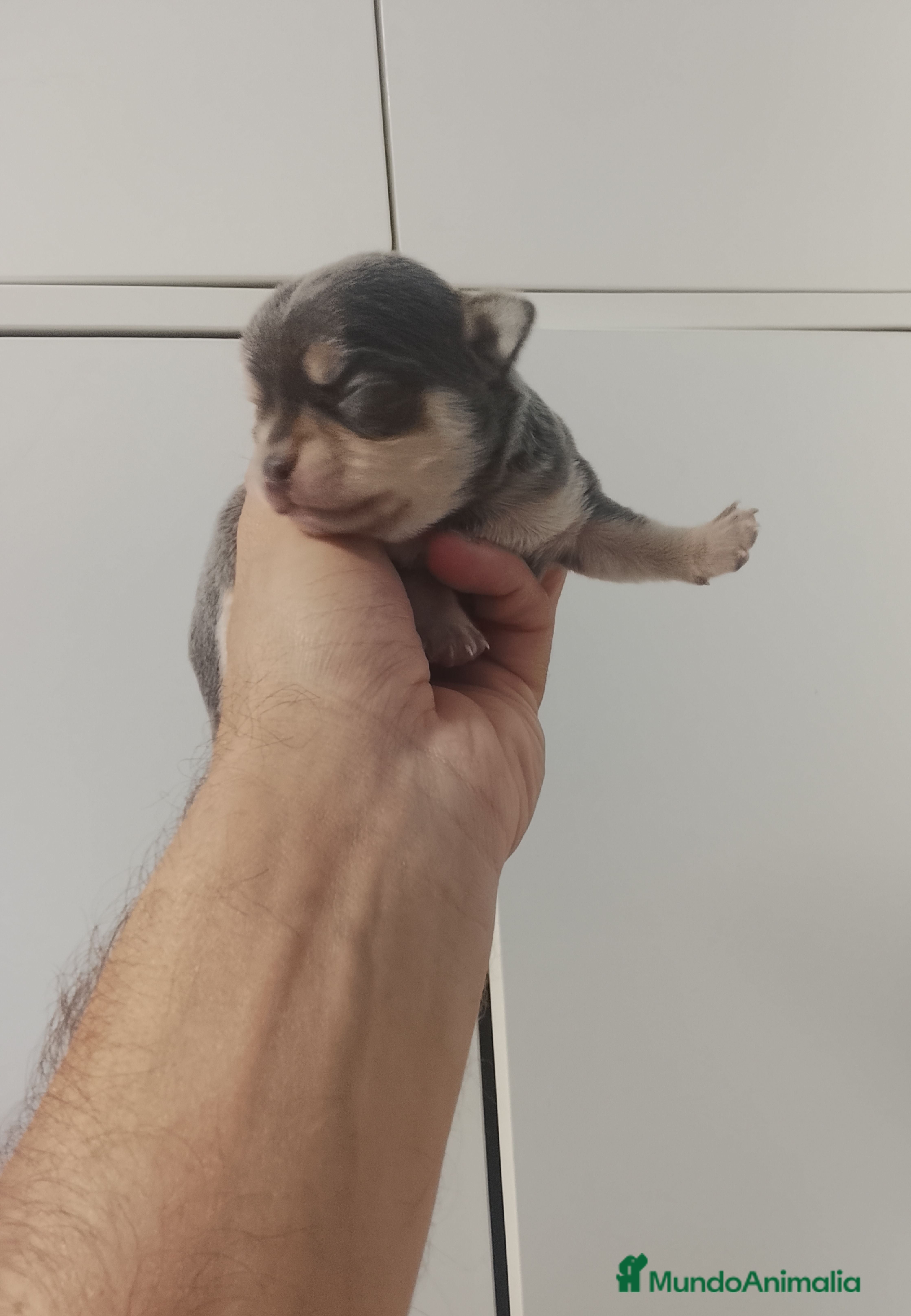 Chihuahua perros Camada de chihuahuas cabeza manzana - Anuncio 1