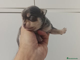 Chihuahua perros Camada de chihuahuas cabeza manzana - Anuncio 1