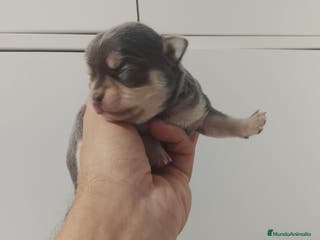 Chihuahua perros Camada de chihuahuas cabeza manzana - Anuncio 20