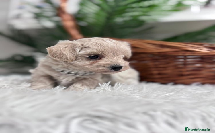 Maltipoo perros MALTIPOO MACHO - Anuncio 8