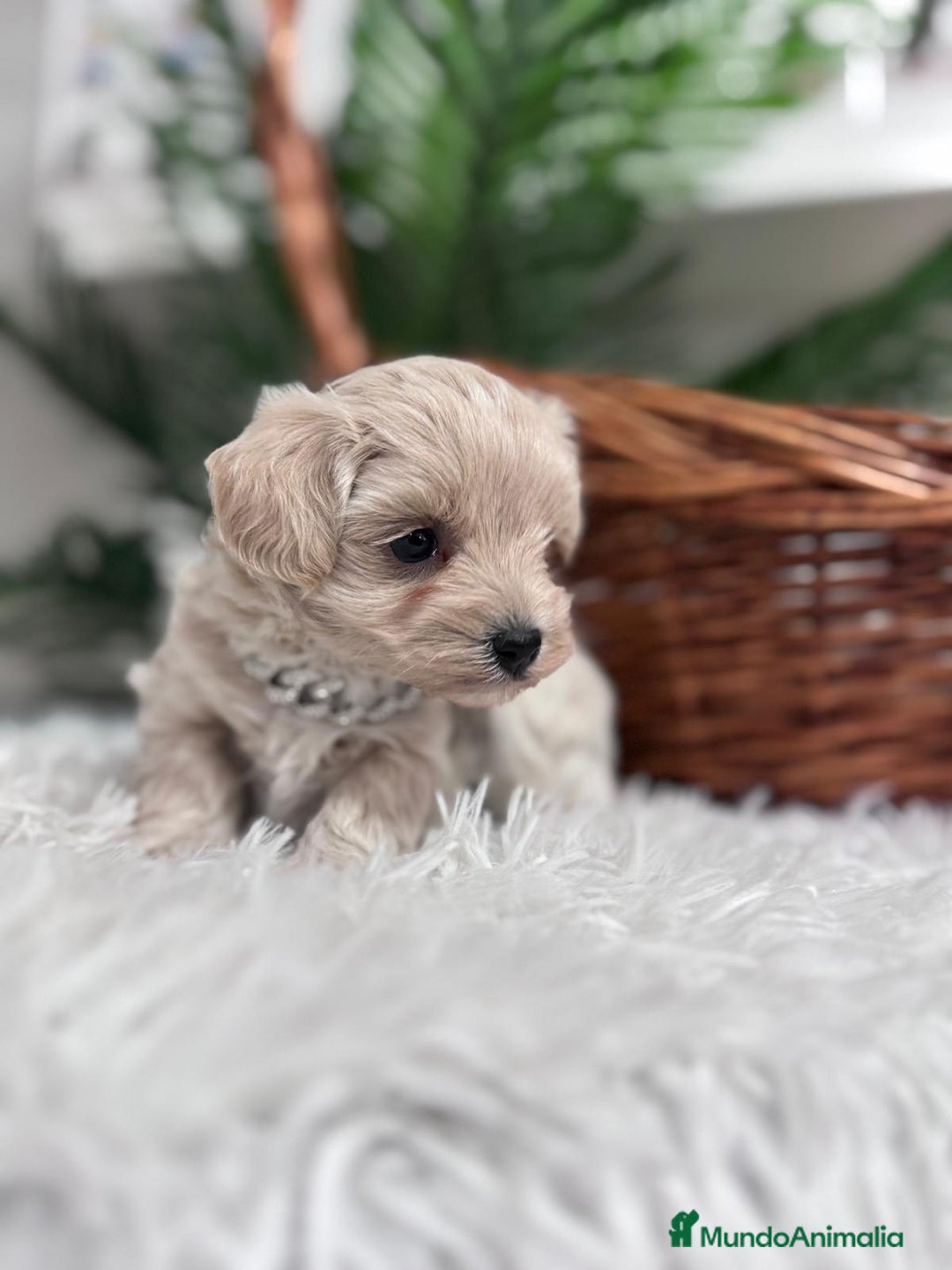 Maltipoo perros en venta: MALTIPOO MACHO - Anuncio 1