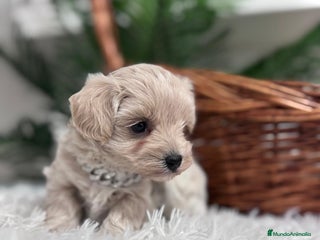 Maltipoo perros MALTIPOO MACHO - Anuncio 7