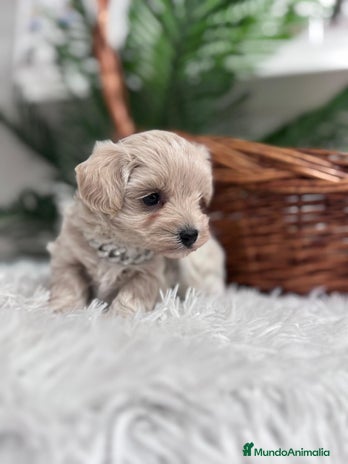 Maltipoo perros MALTIPOO MACHO - Anuncio 5