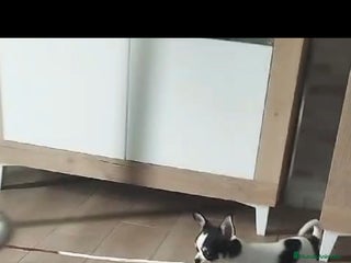 Chihuahua perros Chihuahua toy - Anuncio 29