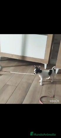 Chihuahua perros Chihuahua toy - Anuncio 20