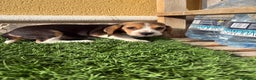 Beagle perros en venta: Beagle cachorro macho línea francesa  - Anuncio 22