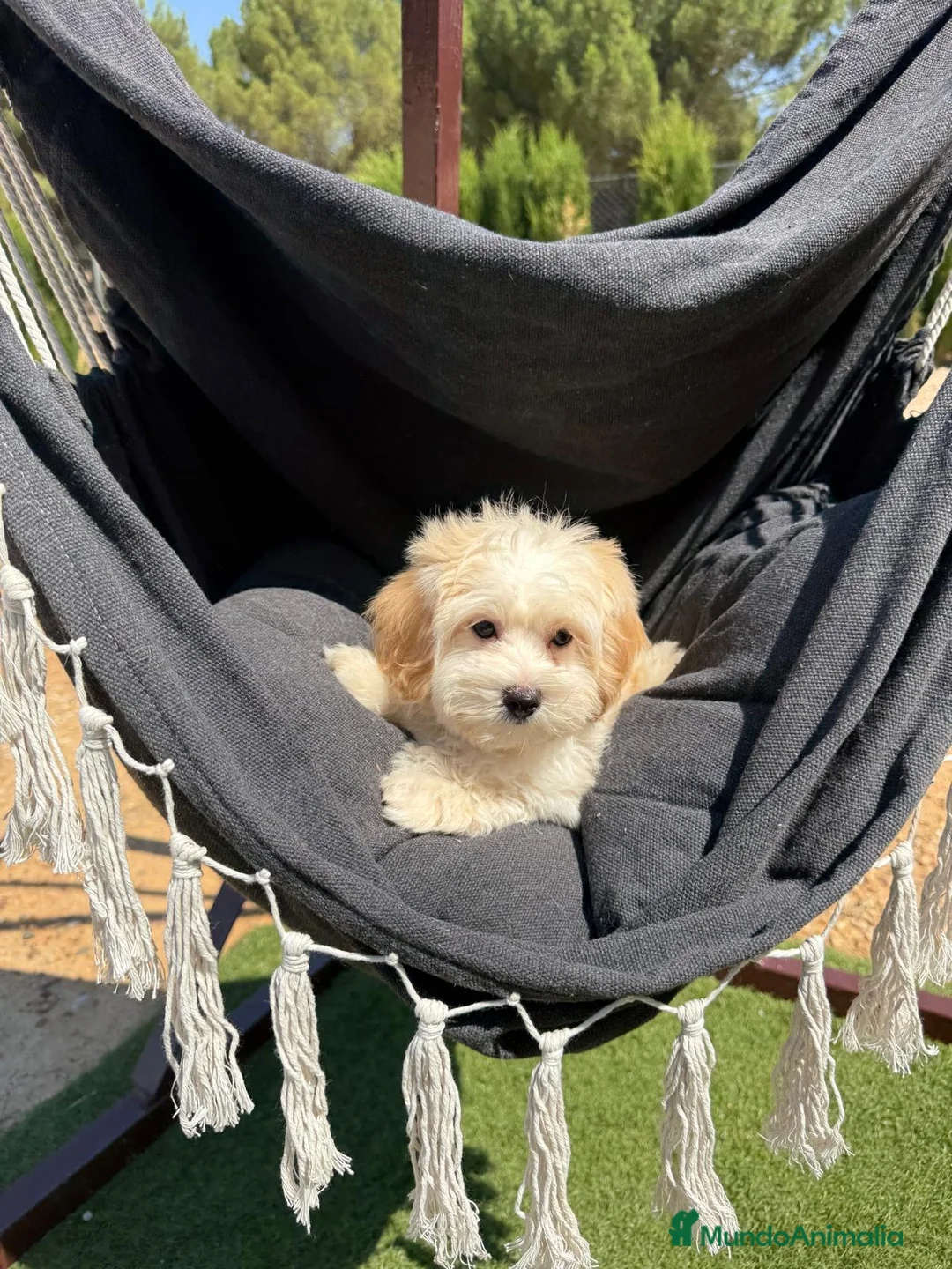Maltipoo perros en venta: Maltipoo machos  - Anuncio 2