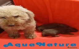 Caniche Toy perros en venta: Camada Caniche de Pastanaga AQUANATURA - Imagen 6