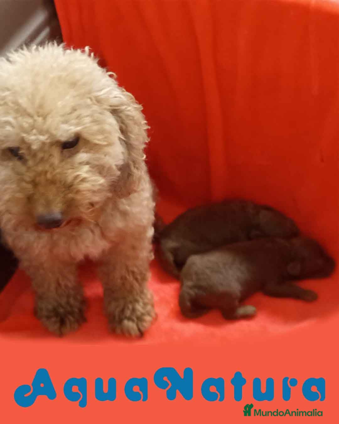 Caniche Toy perros en venta: Camada Caniche de Pastanaga AQUANATURA - Imagen 6