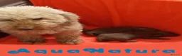 Caniche Toy perros en venta: Camada Caniche de Pastanaga AQUANATURA - Anuncio 6