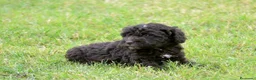 Perro de Agua Español perros en venta: CACHORRO DE PERRO DE AGUA  - Anuncio 21
