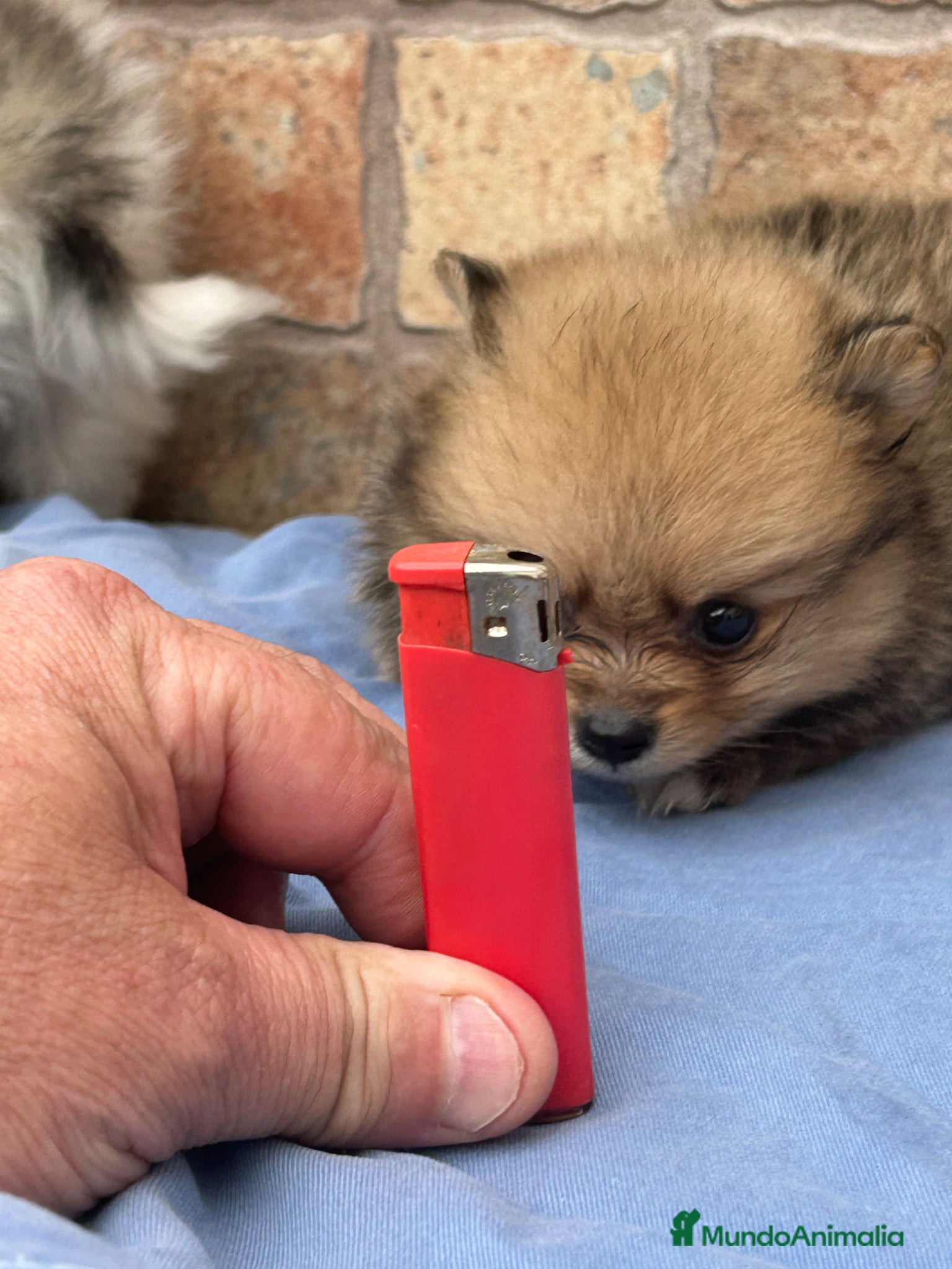 Pomerania perros Lulu de Pomeranias Micro Toy Toy Toyyy Calidad - Anuncio 2