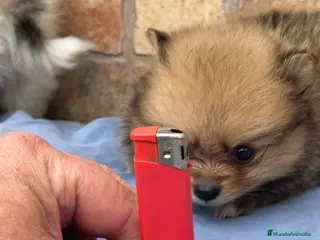 Pomerania perros Lulu de Pomeranias Micro Toy Toy Toyyy Calidad - Anuncio 2
