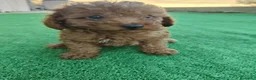 Caniche Toy perros en venta: Caniche Toy - Anuncio 8
